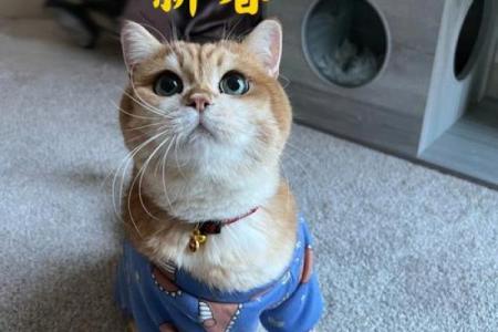 好衣美食是什么生肖(好衣美服,则使人不安)