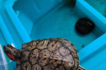 熟门熟路是什么生肖(熟门熟路指的是)