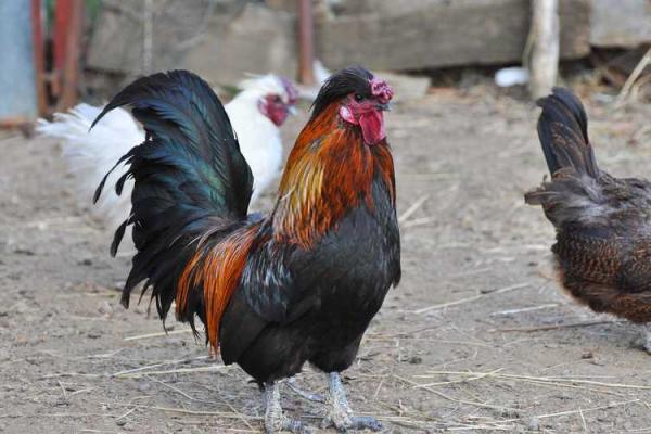 太岁动土如何化解