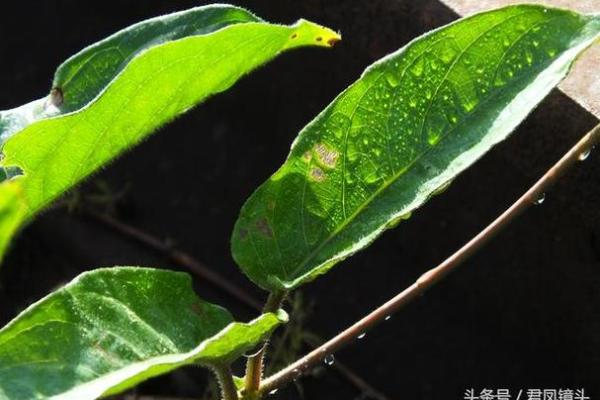 臭名远扬是什么生肖(臭名远扬是什么生肖呢)