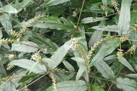 跌打损伤是什么生肖(跌打损伤是什么生肖呢图片)