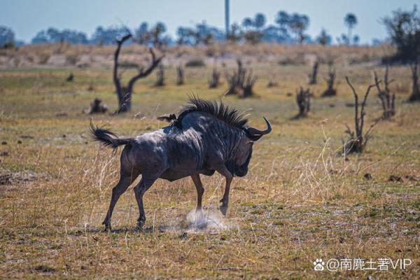 三五成群打一生肖(三五成群打一生肖最佳答案数字)