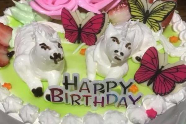 蛋糕是特马是哪一个生肖(蛋糕是特马开什么生肖)