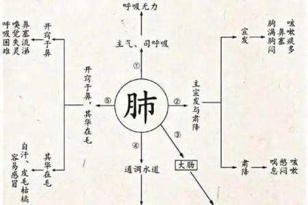 如见肺肝打一生肖(如见肺肝打一动物)