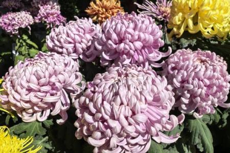 光阴似箭是什么生肖(光阴似箭是什么生肖最佳答案)