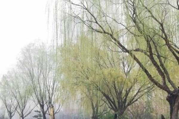 斜风细雨是什么生肖(斜风细雨是什么生肖动物)