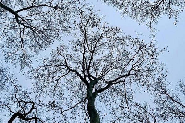 枯木逢春是什么生肖(枯木逢春是什么生肖成语答案落实)