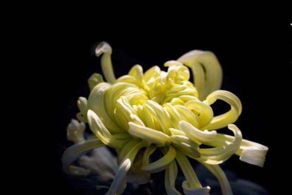 九九重阳打一生肖(九九重阳打一生肖是什么动物)