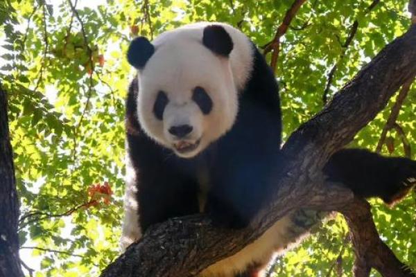 如履平地是什么生肖(如履平地是什么生肖动物)