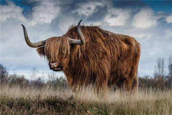 97年属牛2023年订婚吉日