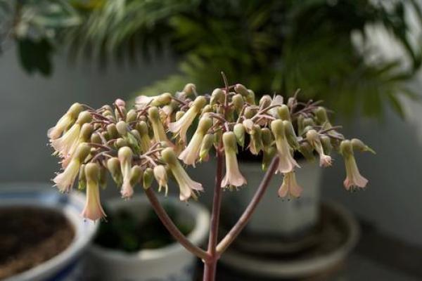 落地生根代表什么生肖(落地生根是什么生肖啊)