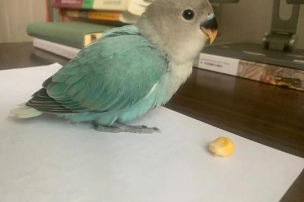 膀大腰圆是什么生肖动物(膀大腰圆出自哪里)