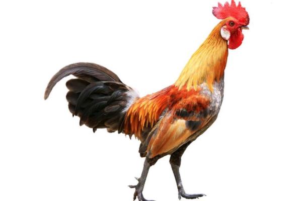 2005属鸡今年运势_2005属鸡运势及运程