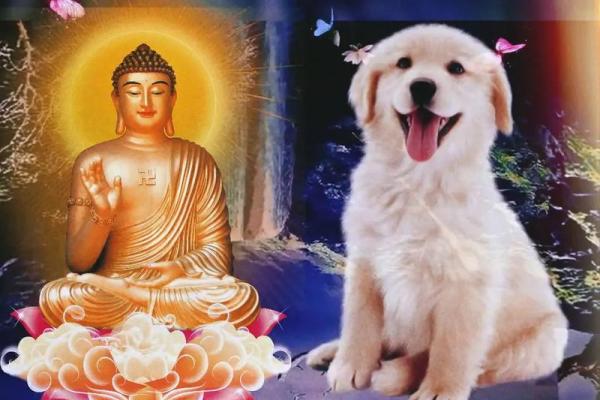 1970年属狗今年运势_70年女狗晚年靠谁养老