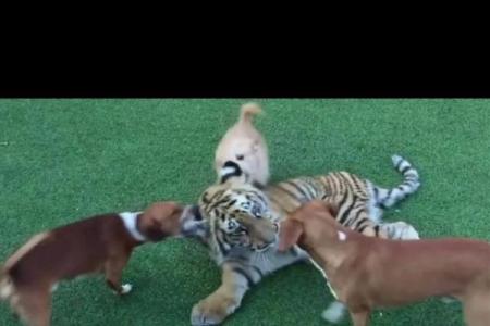 虎落平阳被犬欺打一生肖(虎落平阳被犬欺打一生肖最佳答案)