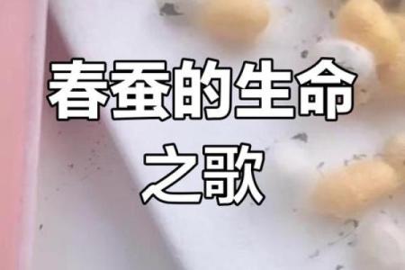 春蚕抽丝是什么生肖(春蚕抽丝是成语吗)