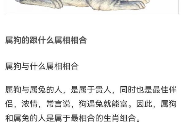 属兔男最佳婚配_属兔男最佳婚配指南找到你的完美伴侣