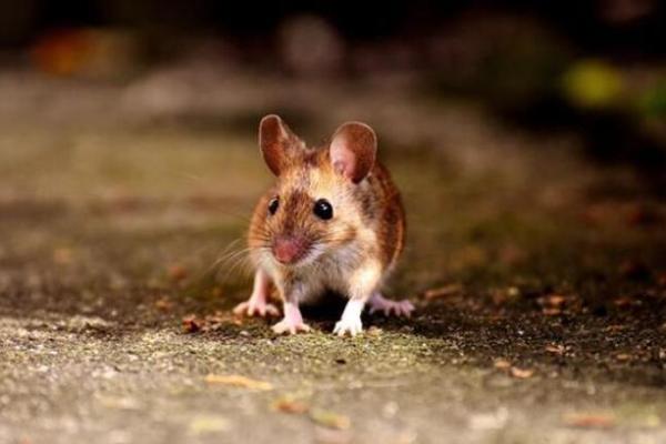 胆小怕事是指什么生肖(胆小怕事的指什么生肖)