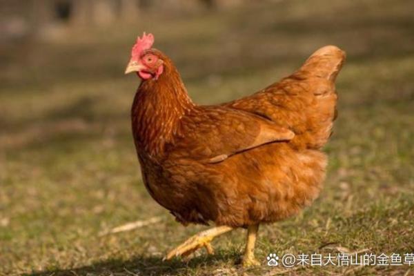 69年属鸡52岁三大坎坷_69年属鸡52岁三大坎坷是什么 69年属鸡52岁三大坎坷_69年属鸡52岁三大坎坷是什么