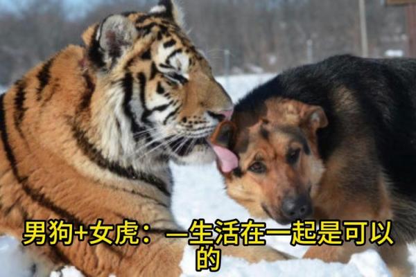 1994年属狗的最佳婚配_1994年属狗的最佳婚配时间