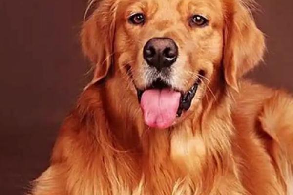 2025年属狗运势如何_1970属狗人2025年运势如何