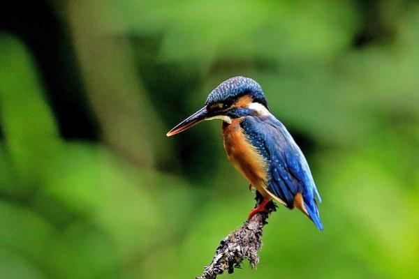 望尘莫及打一生肖(望尘莫及是代表什么生肖动物)