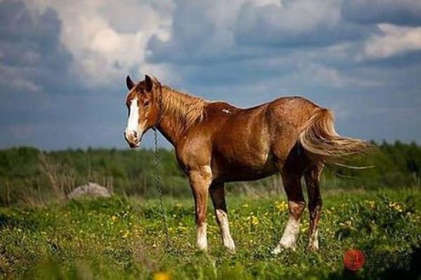 1967年是属马的吗_1967年属马月份详解农历正月生人生肖揭秘