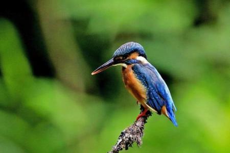 望尘莫及打一生肖(望尘莫及是代表什么生肖动物)