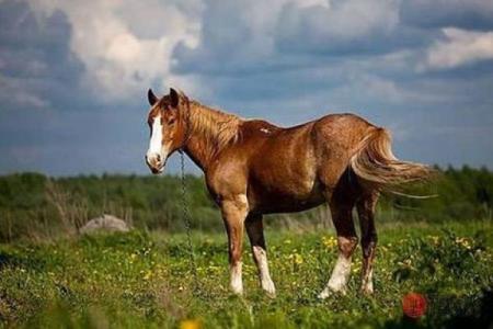 1967年是属马的吗_1967年属马月份详解农历正月生人生肖揭秘