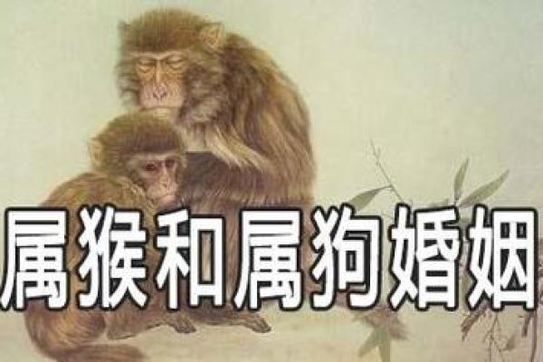 属狗的最佳婚配属相揭秘最合拍的生肖配对