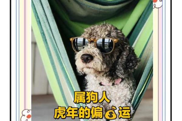 属狗人2025年蛇年全年运势_属兔人2025年虎年全年运势