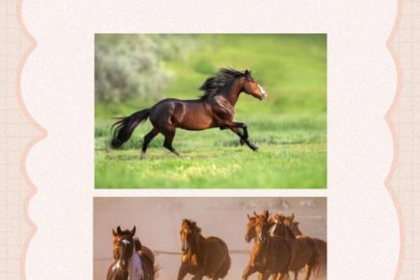 1966属马的女人旺财的微信 1966年属马女性招财秘诀旺财微信风水布局指南