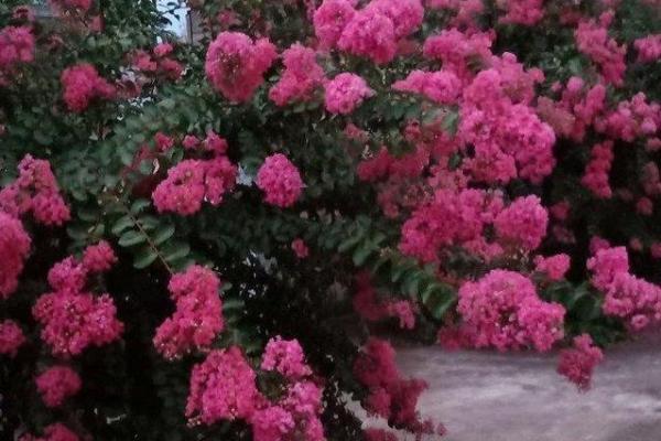 百日红紫薇花期长花色艳的园林瑰宝