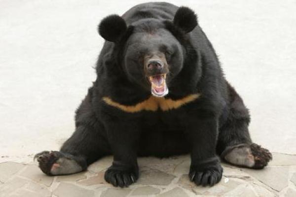 功一美二是什么生肖(公作美解一肖动物)