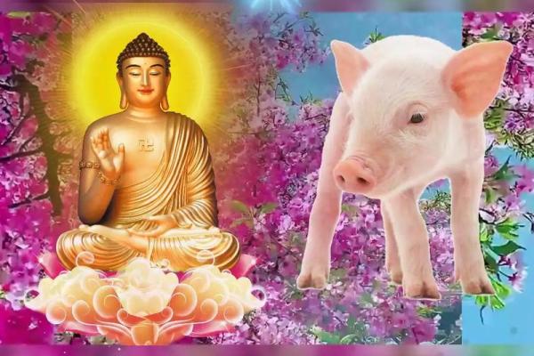 属猪人遇蛇年运势如何_1971的猪在2025的运程