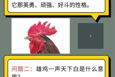 雄鸡断尾是什么生肖(雄鸡自断尾是什么意思)