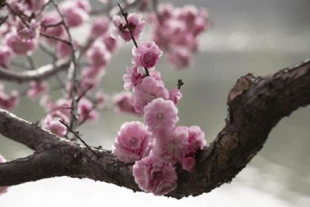 春色红梅香万树是什么生肖(春色红梅香万树是什么生肖打一肖)