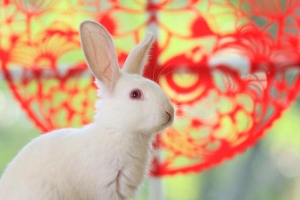 属兔女2025年全年运势运程_属兔女2025年运势详解全年运程大揭秘 属兔女2025年全年运势运程_属兔女2025年运势详解全年运程大揭秘