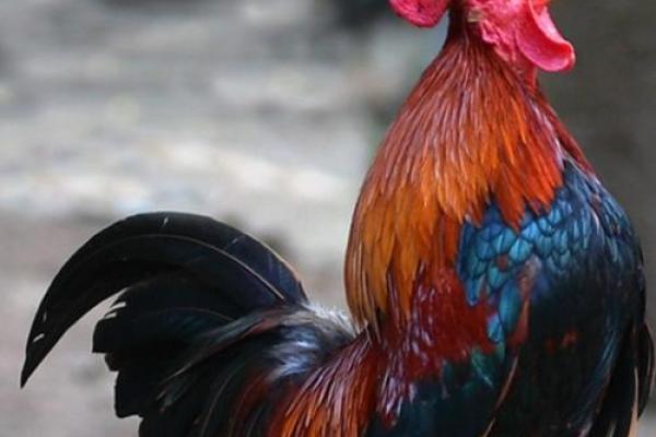 2025年属鸡幸运颜色揭秘93年出生必看 2025年属鸡幸运颜色揭秘93年出生必看