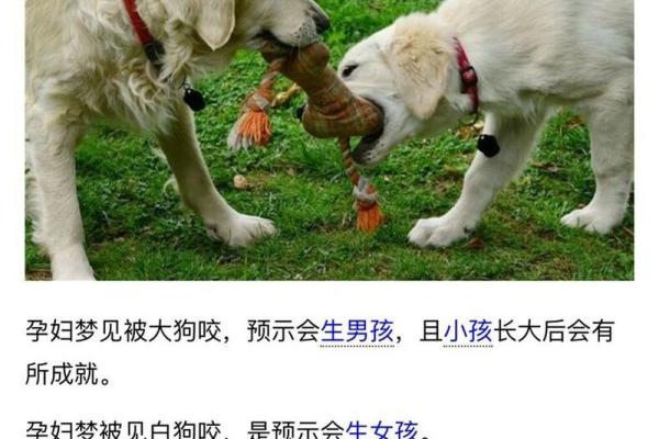 女人梦见狗咬手是什么预兆