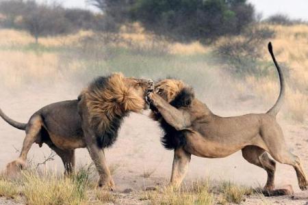 两雄相争指什么生肖(两雄相争指啥生肖)