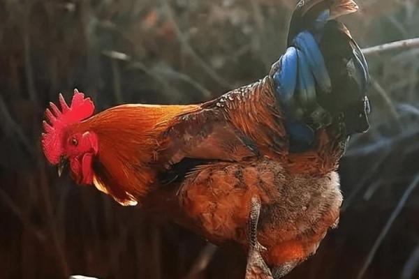 先入为主打一个生肖(先入为主打一个生肖是什么)