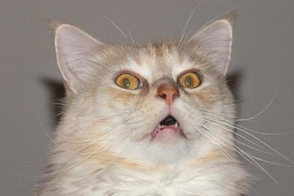 女人梦见猫是好事还是坏事