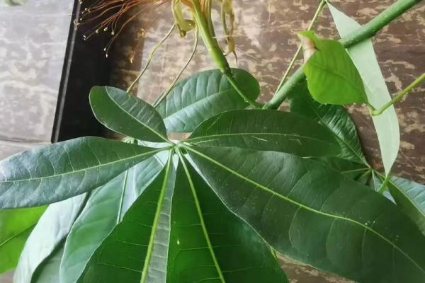 铁树发芽开金花是什么生肖