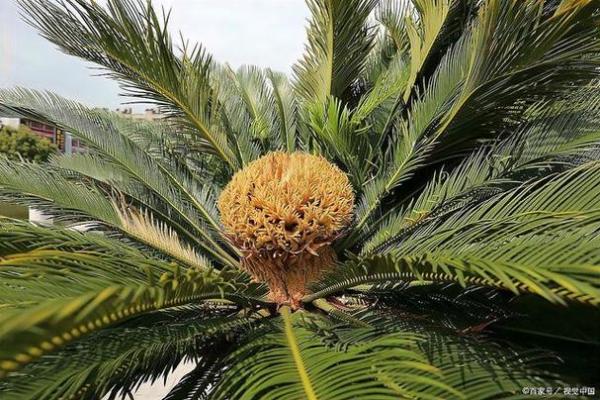 铁树发芽开金花是什么生肖