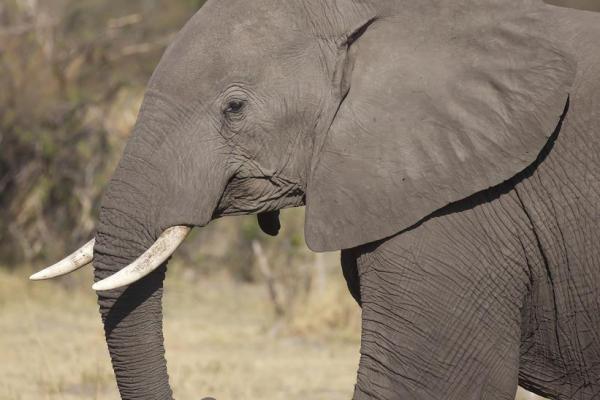 霜露之疾是什么动物