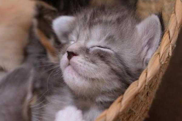 梦见小猫是什么意思