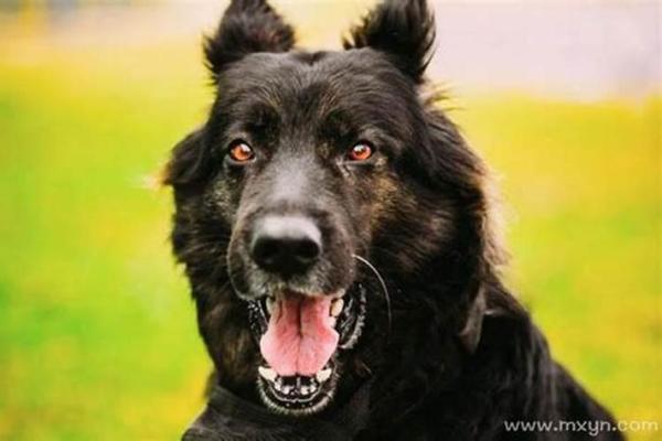 梦见狗追着咬我是什么意思