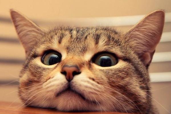 做梦梦到猫是什么意思