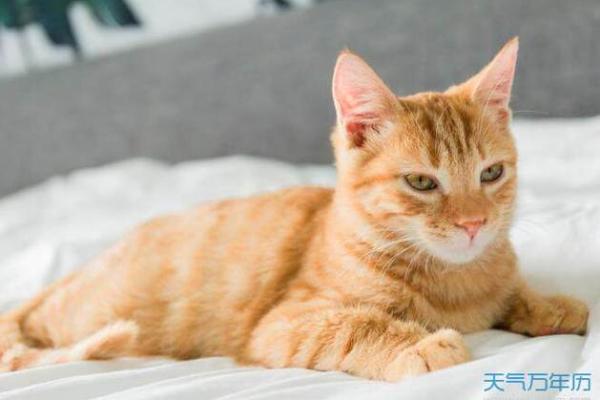 女人梦见猫咬手是吉兆